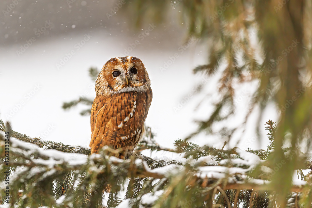Φωτογραφία tawny owl (Strix aluco) sitting on branches in the forest