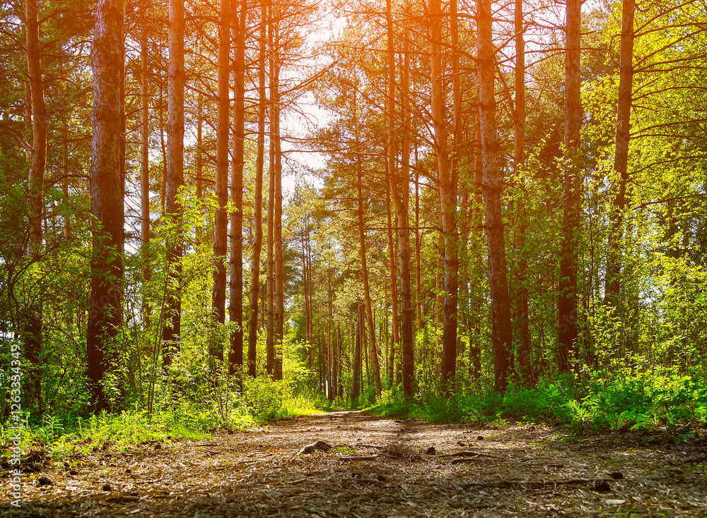 Fototapeta premium Spring forest landscape - row of high pine trees and narrow path in the forest lit by bright spring sunlight, spring forest picturesque nature