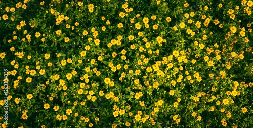 Yellow black-eyed Susan flowers in full bloom, top-view pattern background.