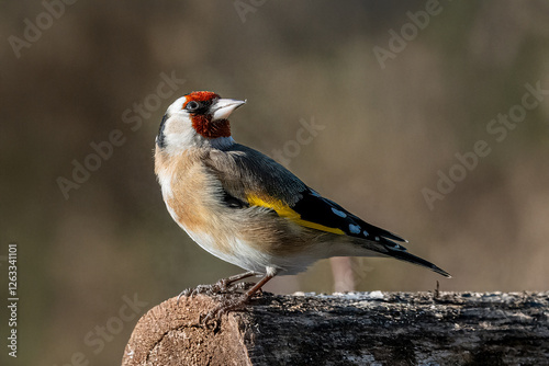 Un cardellino (Carduelis carduelis) appollaiato su un ramo in una giornata di sole. photo