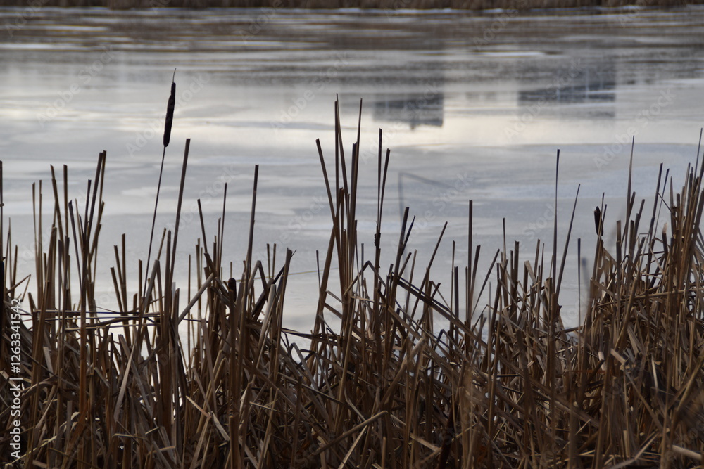 Beige plants are growing by the lake in winter time. The lake is frozen. Beige plants are growing by the lake in winter time. The lake is frozen.