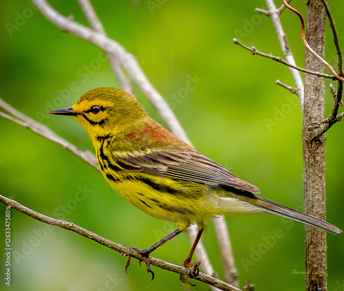 Bright and Lively Prairie Warbler Perched Among the Greenery photo