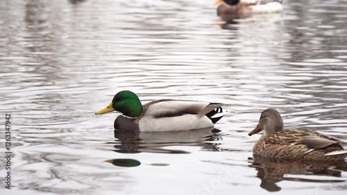 Wild mallard ducks swims in river. Bright beautiful male and female in the spring in pairing season. Birdlife anas platyrhynchos in nature. Birds sway on waves in wild nature.