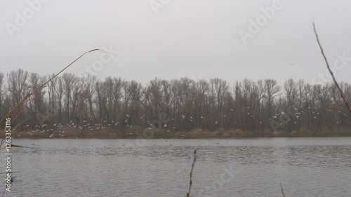 Common gulls swim and take off in an autumn river flows. Waves on rough water in fall landscape. Rivergull of flock birds chroicocephalus ridibundus fly and eat fishs. Family laridae in wild nature.