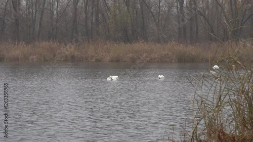 Elegance bird of white swan floating on river in wildlife. Mute swan swimming on lake in habitat. Freshwater bird in natural environment. Animal behavior in the wild. Lovely neck and grace wings.