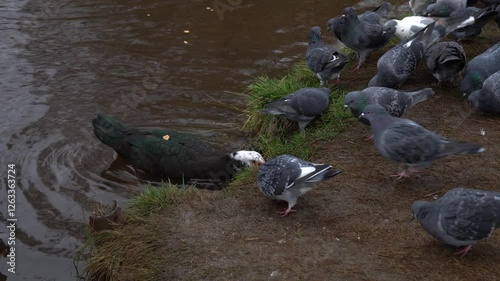Large bird of muscovy duck is swimming in city lake. Portrait poultry water duck in pond. Black musk with greenish plumage in wildlife. Domestic bird of cairina moschata. Barbary duck with red nasal.