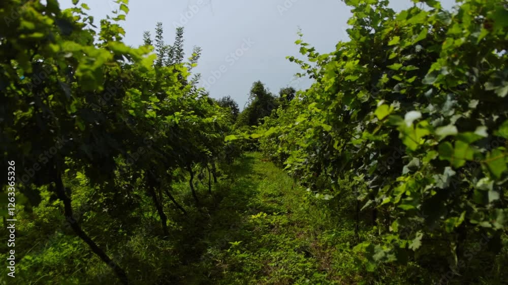 Rtvelli Harvest in Alazani Valley Georgia Vineyards Rtvelli Harvest in Alazani Valley Georgia Vineyards