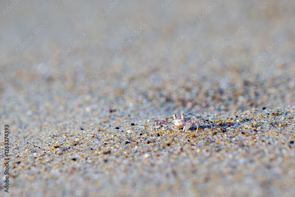A small crab looks into the camera lens, on the beach in Da Nang, Vietnam A small crab looks into the camera lens, on the beach in Da Nang, Vietnam
