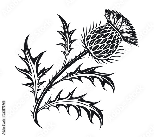 Scottish thistle vector Line art in Celtic style flower illustration