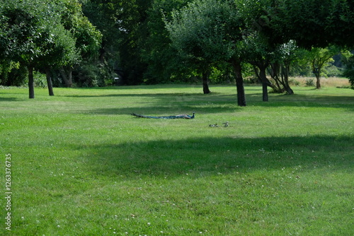 FU 2023-08-04 KothWorlWit 354  Auf der Wiese liegt ein Pfau photo