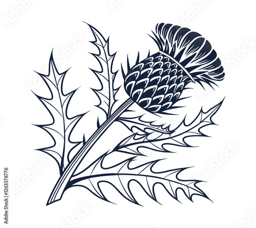 Scottish thistle flower vector illustration with sharp leaves and textured bloom. Hand-drawn outline botanical drawing in a monochrome dark blue palette, isolated on a transparent background.