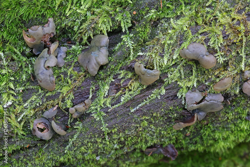 Chlorencoelia versiformis, commonly known as flea's ear, wild fungus from Finland photo