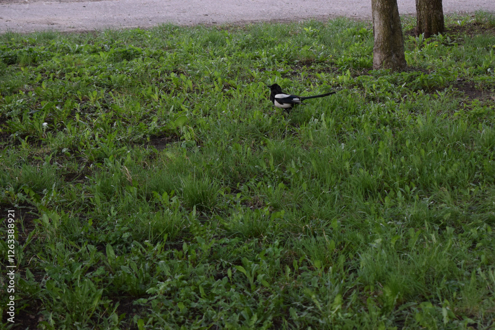 A black and white bird, a magpie, on a green grassy area. Magpie in Parkland Scenery A black and white bird, a magpie, on a green grassy area. Magpie in Parkland Scenery