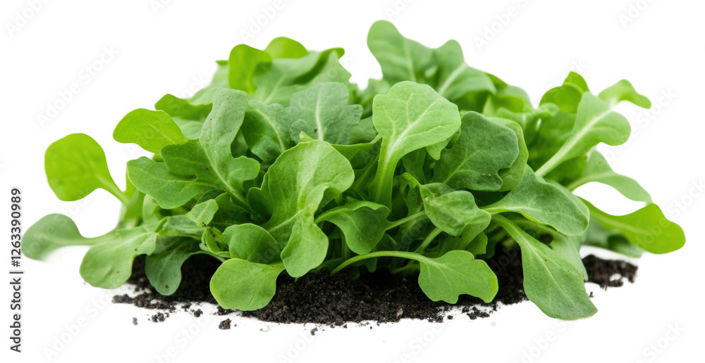 Harvesting fresh arugula greens garden bed food outdoor isolated on transparent background Harvesting fresh arugula greens garden bed food outdoor isolated on transparent background