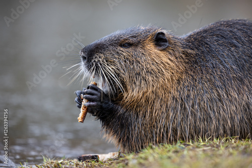 A nutria or coypu (Myocastor coypus) nibbles on a slice of bread on the bank of a pond