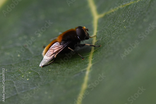 Hummel-Keilfleckschwebfliege (Eristalis intricaria)