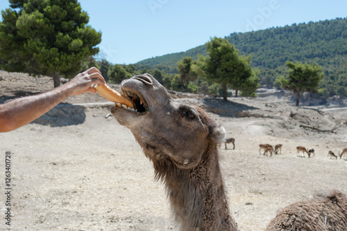 Wild animal caretaker feeds dromedary in nature reserve for the rescue of protected species.