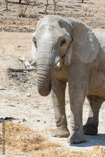 African elephant poses elegantly before the photographer's attentive gaze. photo