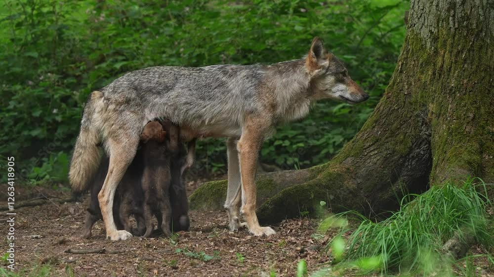 Wolf (Canis lupus), Weibchen säugt kleine Welpen im Wald, Deutschland Wolf (Canis lupus), Weibchen säugt kleine Welpen im Wald, Deutschland