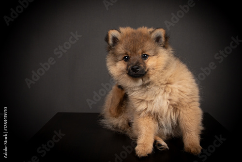 Spitz Welpe im Fotos Studio Mittelspirt orange sable photo