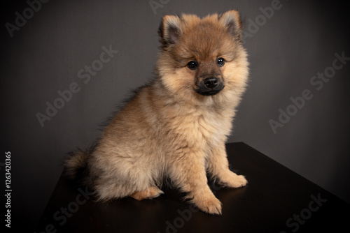 Spitz Welpe im Fotos Studio Mittelspirt orange sable photo