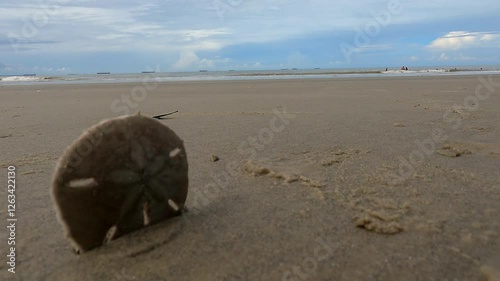 Wallpaper Mural A beautifully detailed shell glowing under the warm beach sun. 
 Torontodigital.ca
