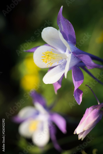 Sun drenched Colubines in the Colorado mountains