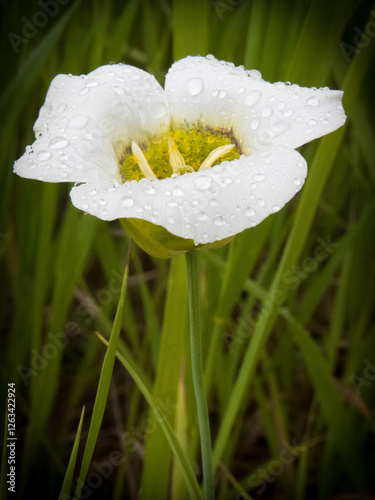 White Mariposa lily in the Colorado mountains