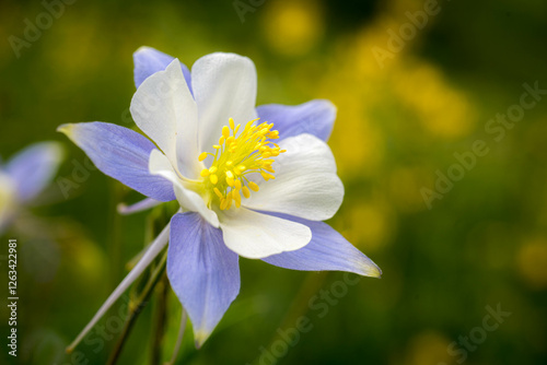 Close up of a Columbine in Colorado