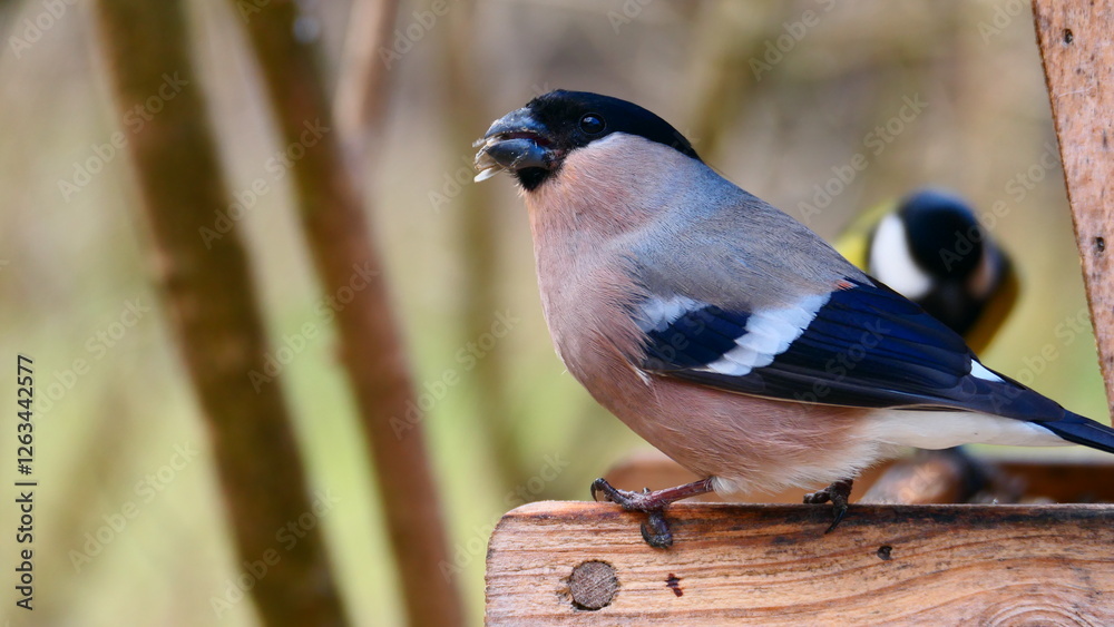 Obraz premium Gimpel am Vogelhäuschen