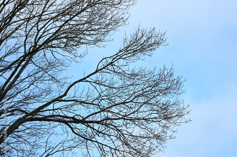 Arbres nus hiver Arbres nus hiver