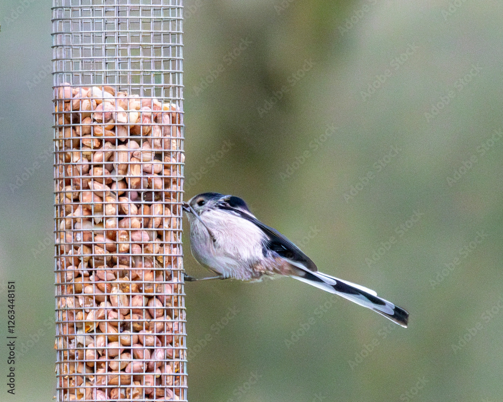 Naklejka premium Long tailed tit on a peanut bird feeder. British garden birds.