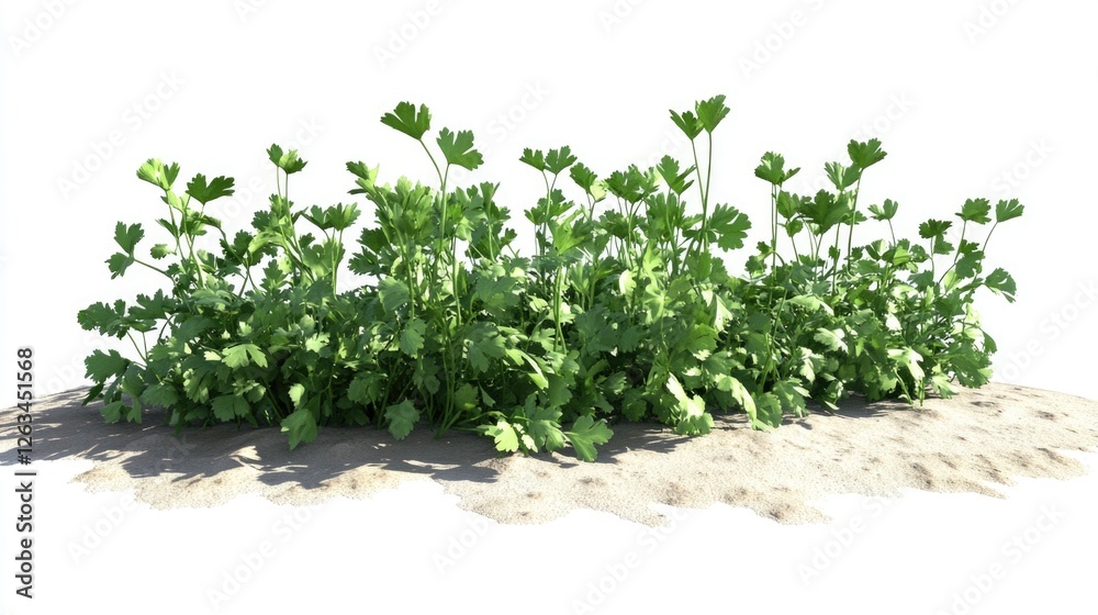 Obraz premium Desert Vegetation