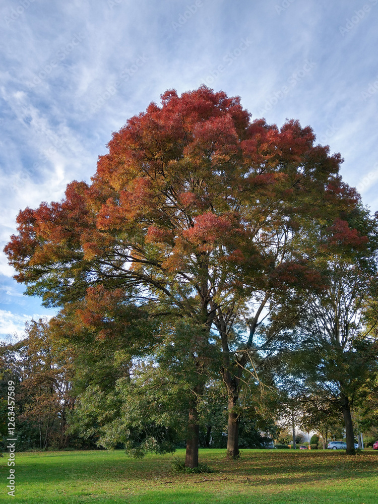 Naklejka premium Japanese zelkova in park on blue sky clouds background