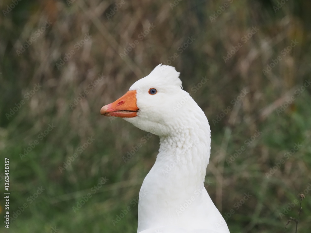 white domestic geese grazing peacefully on a meadow, showcasing their natural behavior in a serene rural landscape white domestic geese grazing peacefully on a meadow, showcasing their natural behavior in a serene rural landscape
