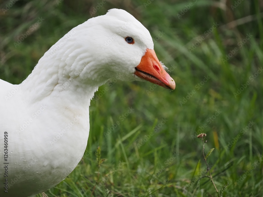 white domestic geese grazing peacefully on a meadow, showcasing their natural behavior in a serene rural landscape white domestic geese grazing peacefully on a meadow, showcasing their natural behavior in a serene rural landscape