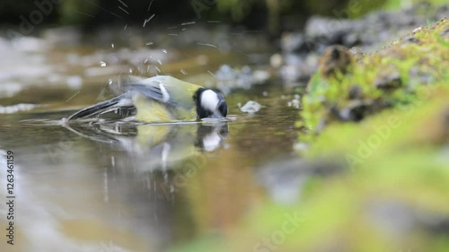 little bird,  great tit,  tit, male, small passerine,  Parus major, water, pond, river, lake