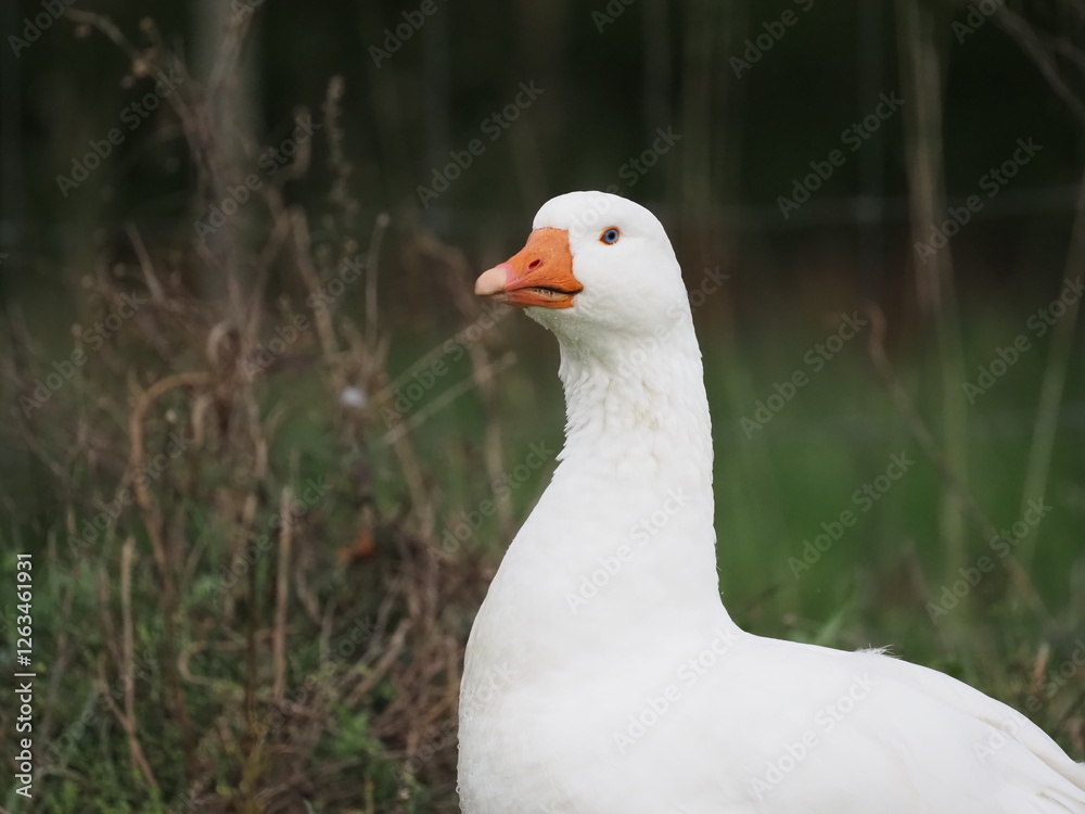 white domestic geese grazing peacefully on a meadow, showcasing their natural behavior in a serene rural landscape white domestic geese grazing peacefully on a meadow, showcasing their natural behavior in a serene rural landscape