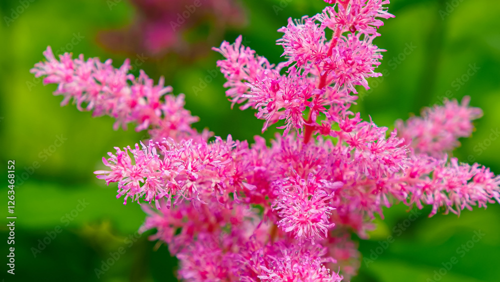 Flower. Astilba is a beautiful flowering herbaceous perennial plant from the Saxifrage family.
