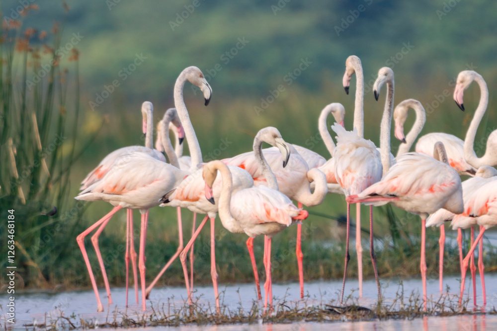 This breathtaking image captures a flamingo in its natural habitat at Bhigwan, Maharashtra, a renowned birdwatching destination. With its elegant long legs, curved neck, and striking pink feathers, th This breathtaking image captures a flamingo in its natural habitat at Bhigwan, Maharashtra, a renowned birdwatching destination. With its elegant long legs, curved neck, and striking pink feathers, th