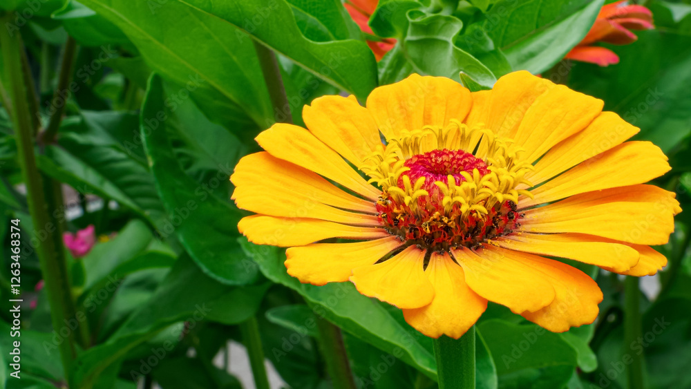 Flower. Zinnia is a genus of sunflower plants in the daisy family. Gardening. Flower. Zinnia is a genus of sunflower plants in the daisy family. Gardening.