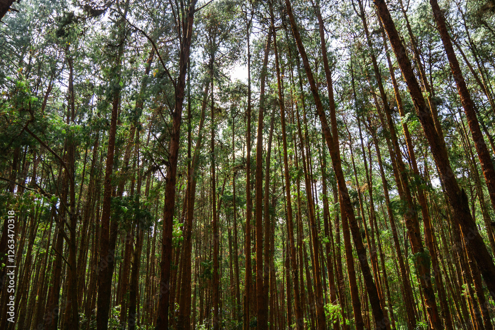 Coniferous Indian long leaf pine forest Pinus roxburghii
Coniferous Indian long leaf pine forest Pinus roxburghii
