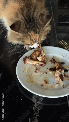 A cat eagerly eats a piece of chicken, enjoying its meal with focused attention.