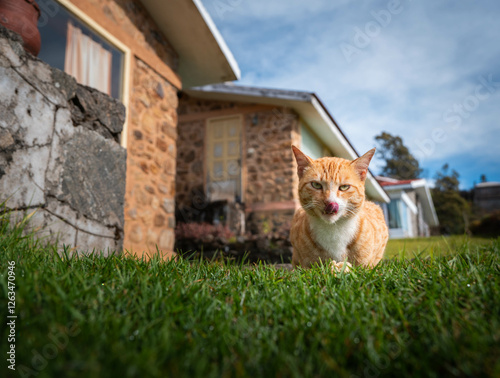 Wall Mural Extremely Detailed closeup of a pretty ginger cat in early morning light cat att