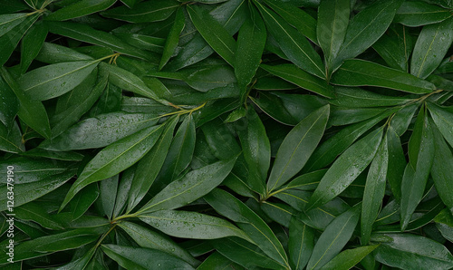 Wallpaper Mural Fresh Green Leaves Arrangement with Raindrops on Natural Background for Nature and Eco-Friendly Concepts, Botanical Textures, and Serene Environments Torontodigital.ca
