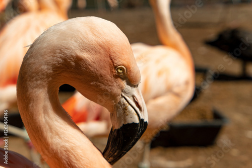 close up of a pink flamingo