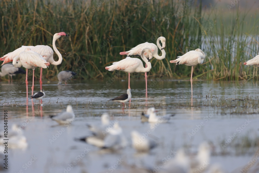 Obraz premium This breathtaking image captures a flamingo in its natural habitat at Bhigwan, Maharashtra, a renowned birdwatching destination. With its elegant long legs, curved neck, and striking pink feathers, th