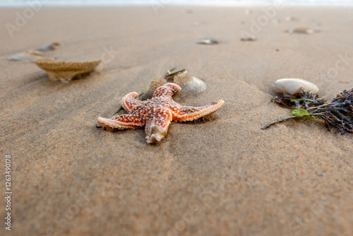 red starfish on the sand
