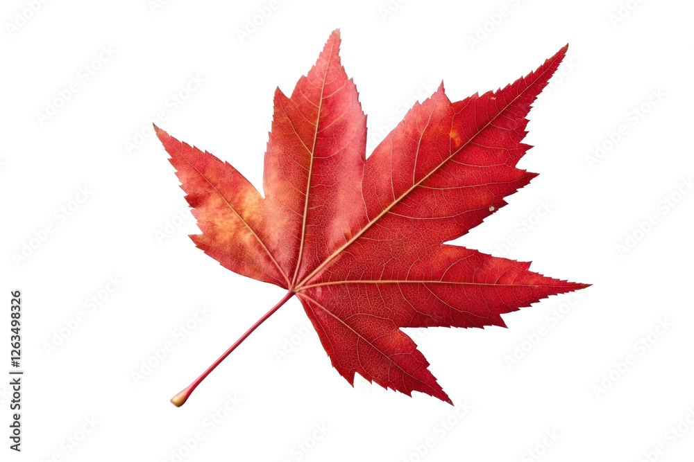 red maple leaf isolated red maple leaf isolated