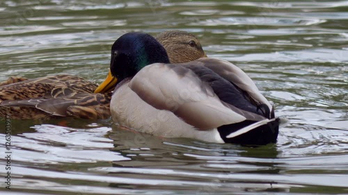 A pair of beautiful mallard ducks is enjoying a tranquil and peaceful moment in the calm water together